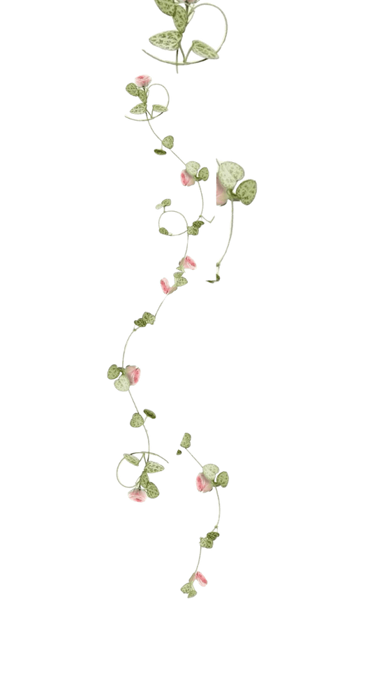 Hanging Lily 3